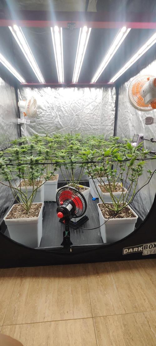 Plantulitas ZSB🌱. Week 10 - 12.04.2026