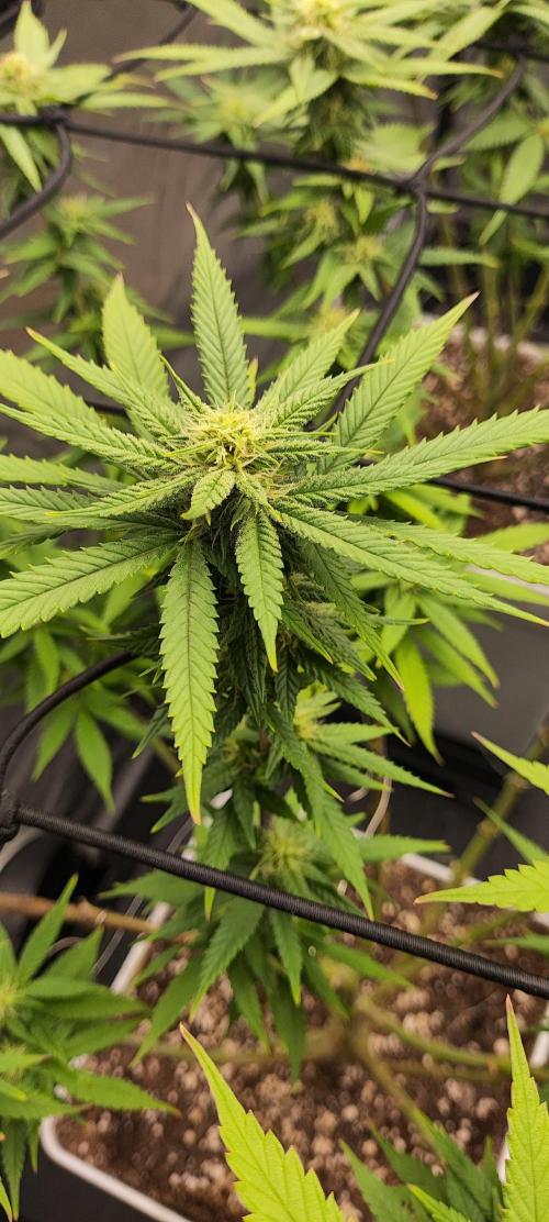 Plantulitas ZSB🌱. Week 10 - SB