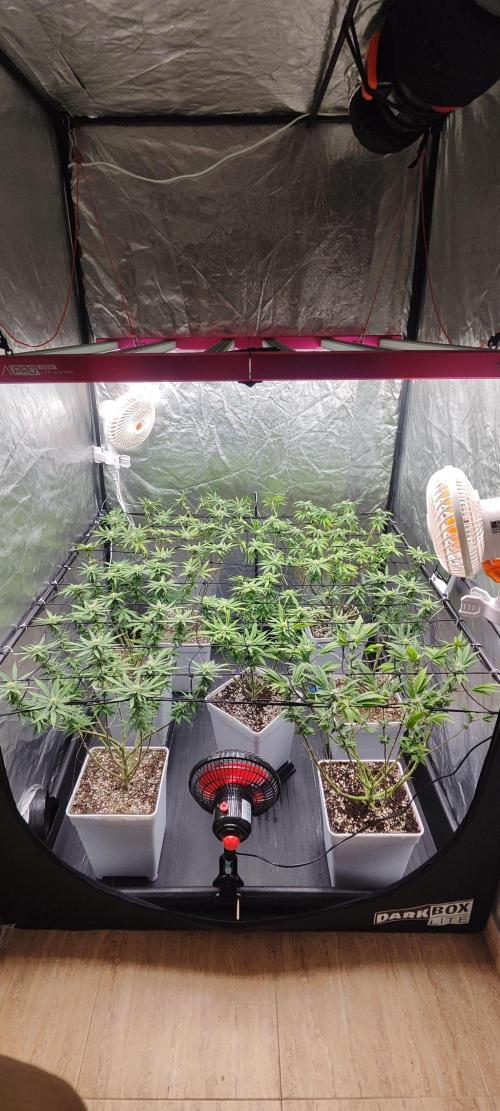 Plantulitas ZSB🌱. Week 10 - 12.04.2026
