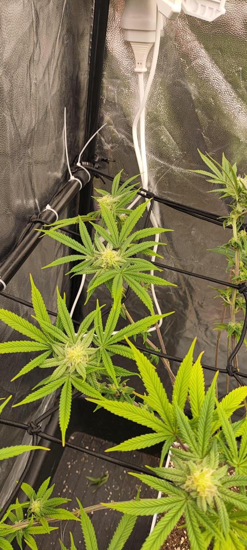 Plantulitas ZSB🌱. Week 10 - Z2.0