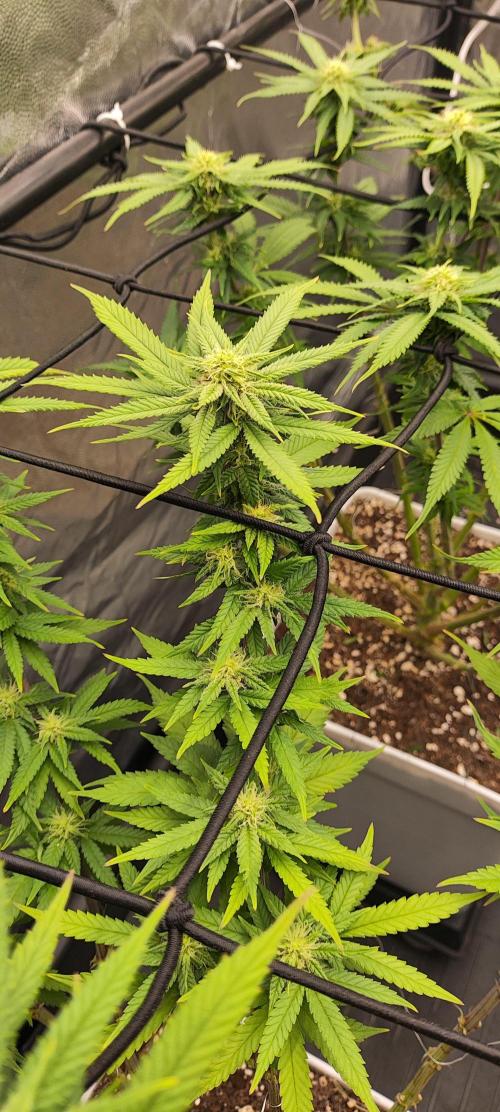 Plantulitas ZSB🌱. Week 10 - SB