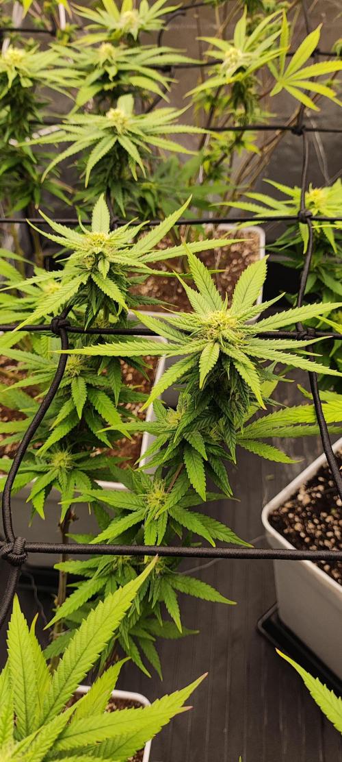 Plantulitas ZSB🌱. Week 10 - SB