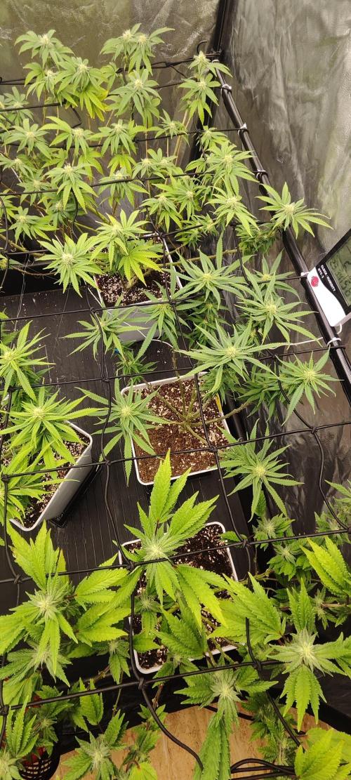 Plantulitas ZSB🌱. Week 10 - SB