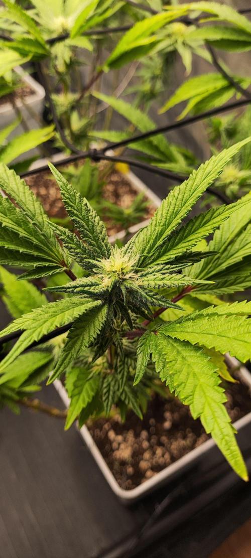 Plantulitas ZSB🌱. Week 10 - Z2.0
