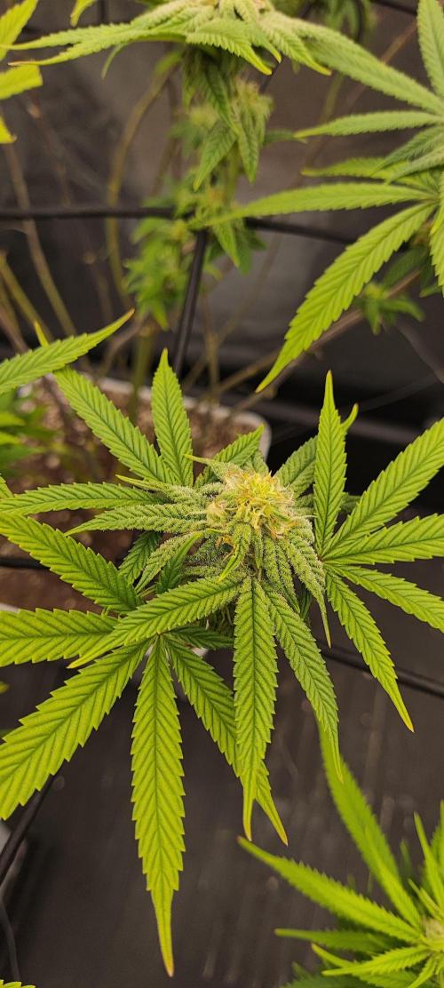 Plantulitas ZSB🌱. Week 10 - Z2.0
