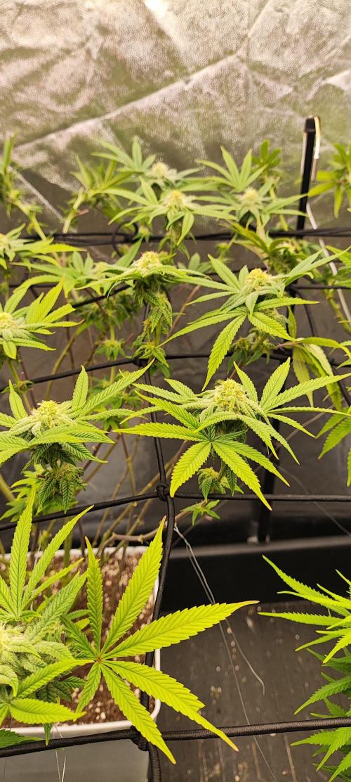 Plantulitas ZSB🌱. Week 10 - Z2.0