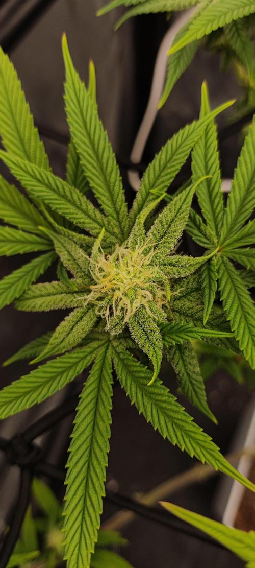 Plantulitas ZSB🌱. Week 10 - Z2.0