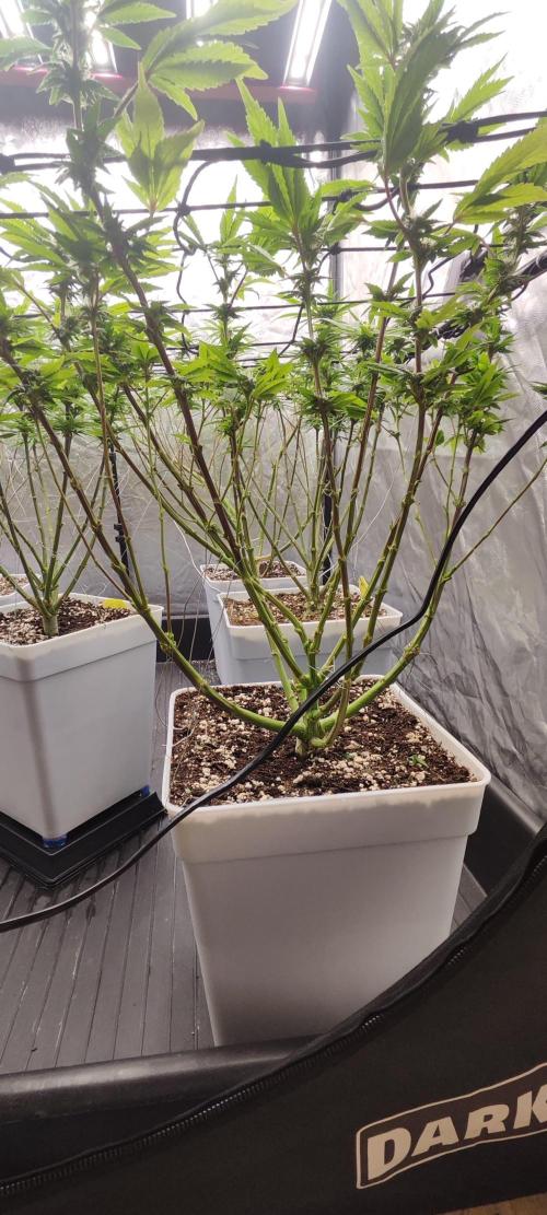 Plantulitas ZSB🌱. Week 10 - Z2.0