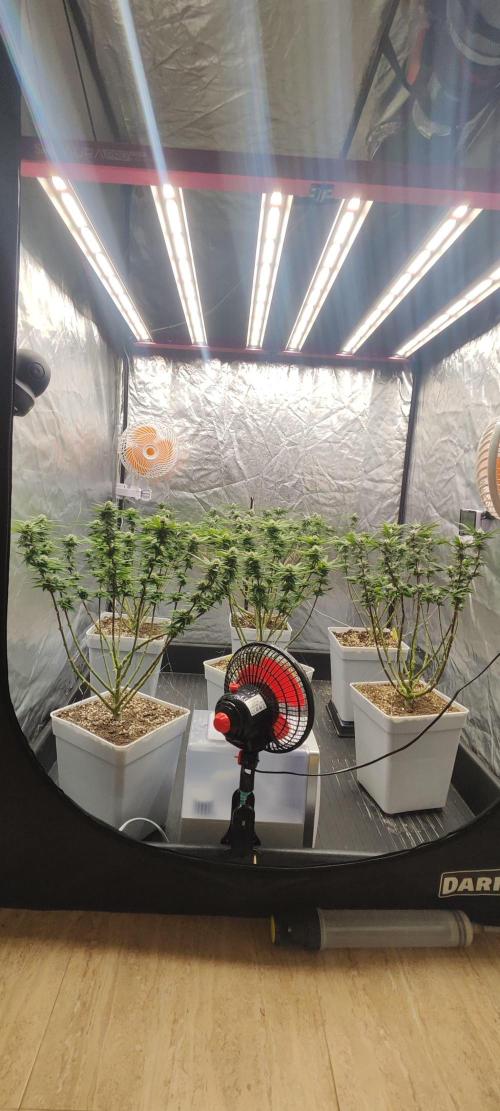 Plantulitas ZSB🌱. Week 11 - 15.04.2026