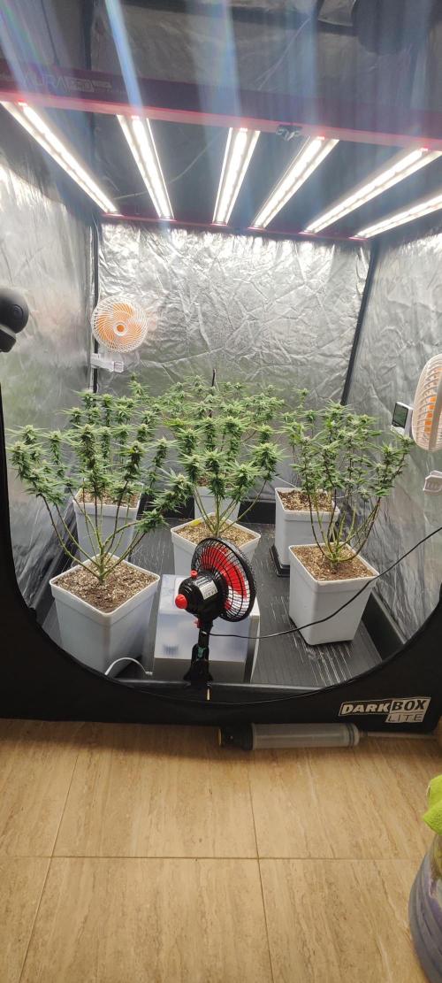 Plantulitas ZSB🌱. Week 11 - 15.04.2026