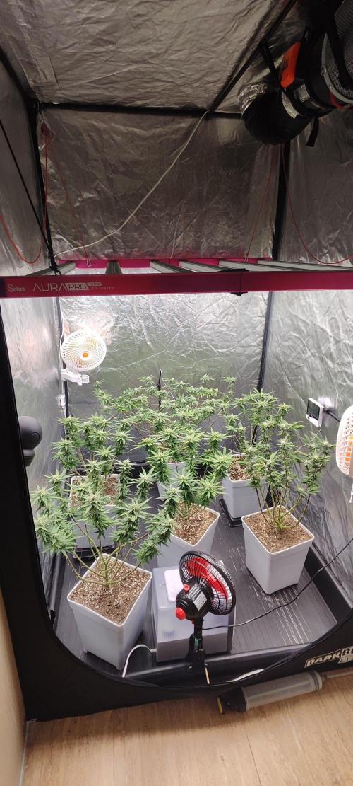 Plantulitas ZSB🌱. Week 11 - 15.04.2026