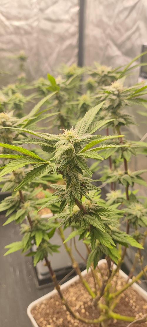 Plantulitas ZSB🌱. Week 11 - Z 2.0