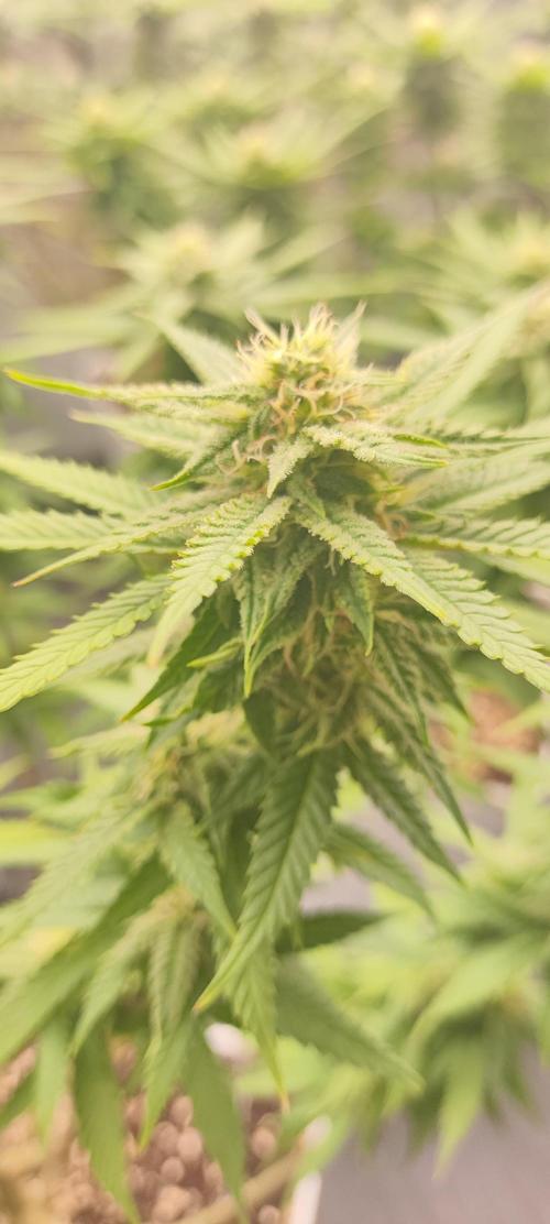 Plantulitas ZSB🌱. Week 11 - SB 