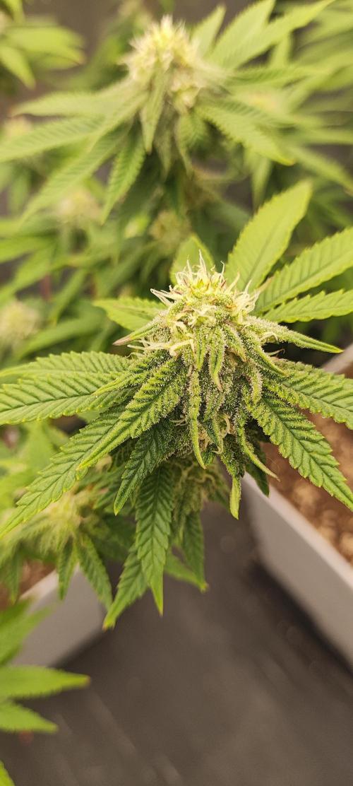Plantulitas ZSB🌱. Week 11 - BC 