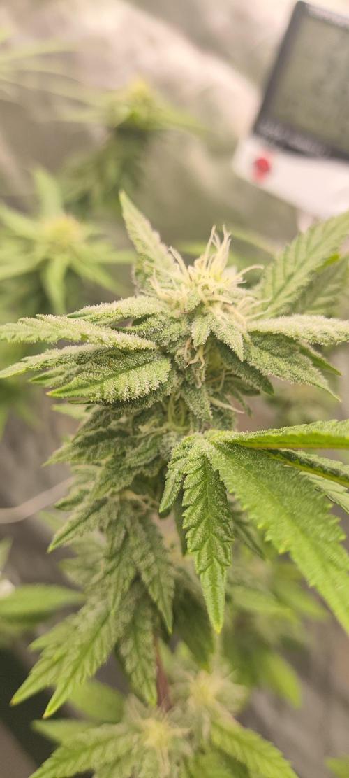 Plantulitas ZSB🌱. Week 11 - Z 2.0
