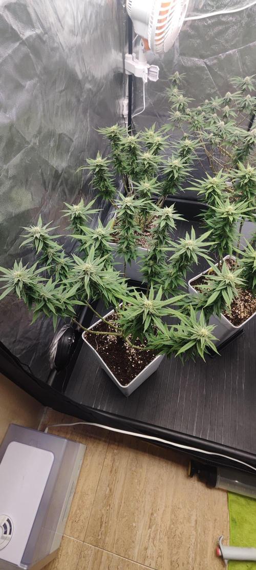 Plantulitas ZSB🌱. Week 11 - SB 