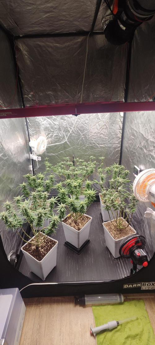 Plantulitas ZSB🌱. Week 11 - 15.04.2026