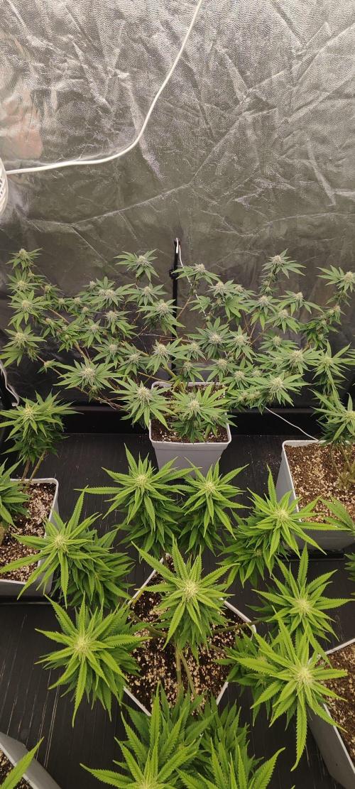 Plantulitas ZSB🌱. Week 11 - BC 