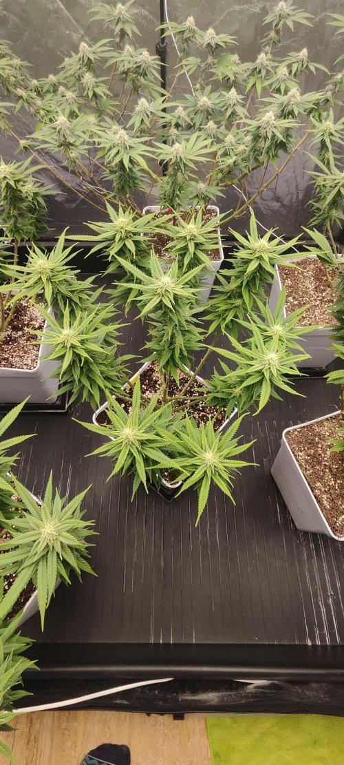 Plantulitas ZSB🌱. Week 11 - SB 