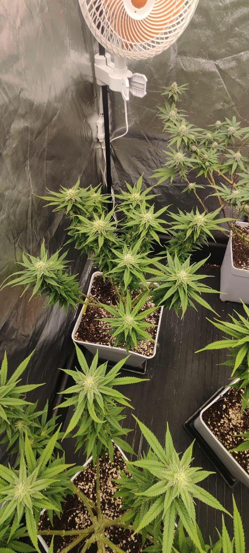 Plantulitas ZSB🌱. Week 11 - SB 