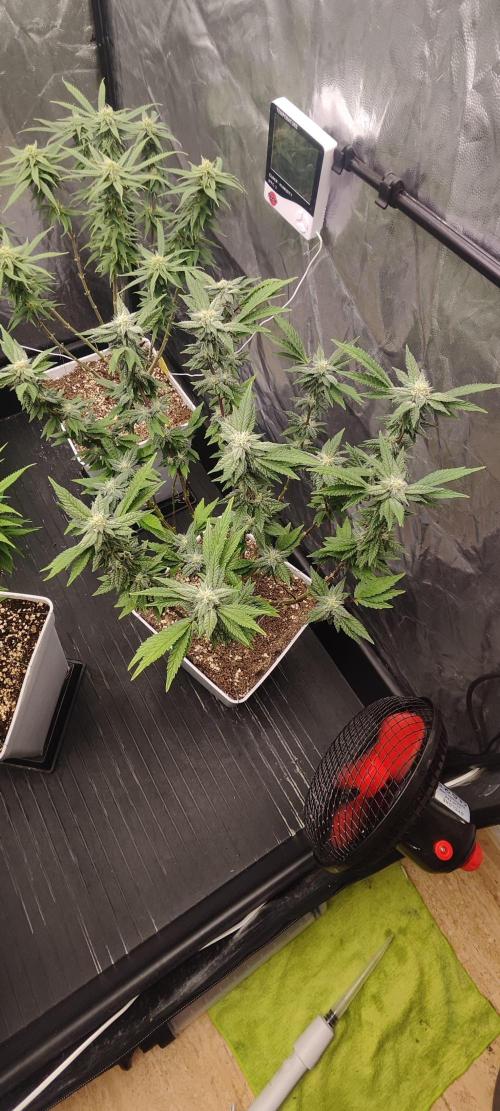 Plantulitas ZSB🌱. Week 11 - Z 2.0