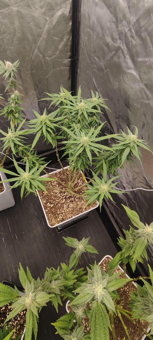 Plantulitas ZSB🌱. Week 11 - SB 