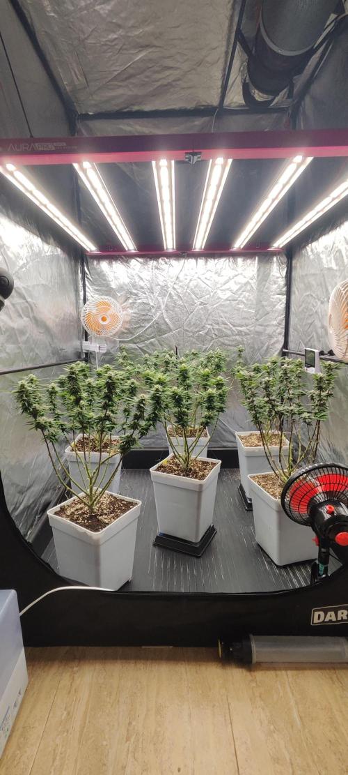Plantulitas ZSB🌱. Week 12