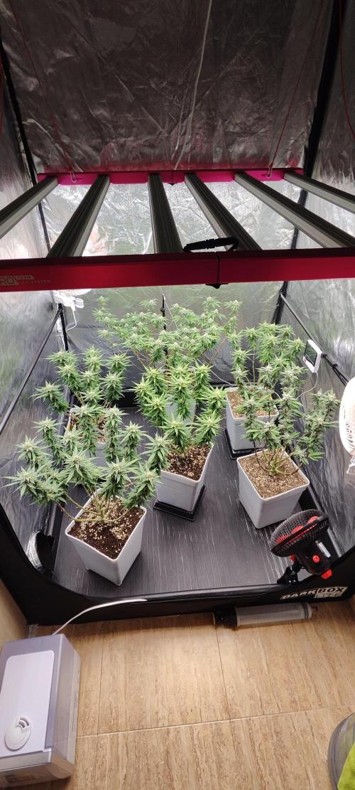 Plantulitas ZSB🌱. Week 12