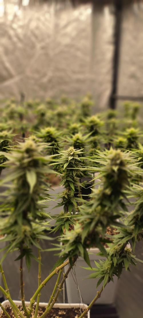 Plantulitas ZSB🌱. Week 12