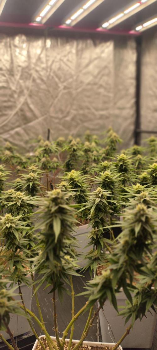 Plantulitas ZSB🌱. Week 12