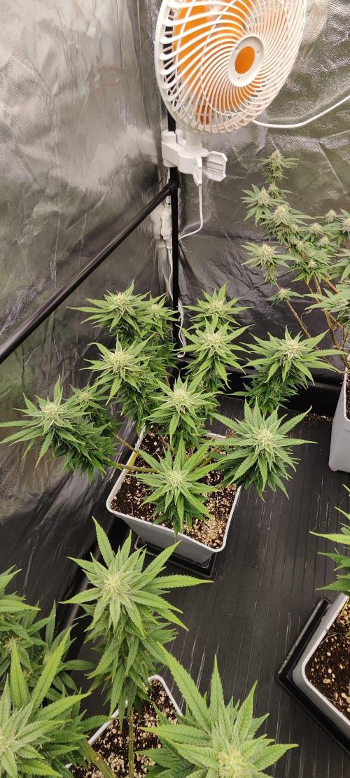 Plantulitas ZSB🌱. Week 12 - SB 