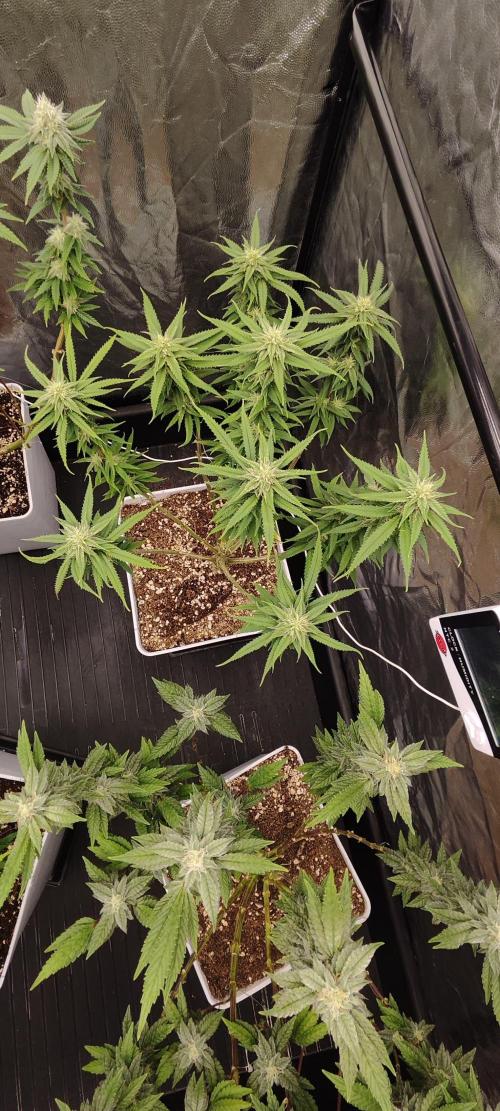 Plantulitas ZSB🌱. Week 12 - SB 