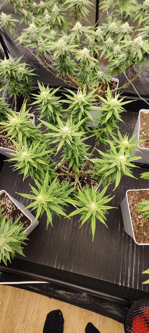 Plantulitas ZSB🌱. Week 12 - SB 