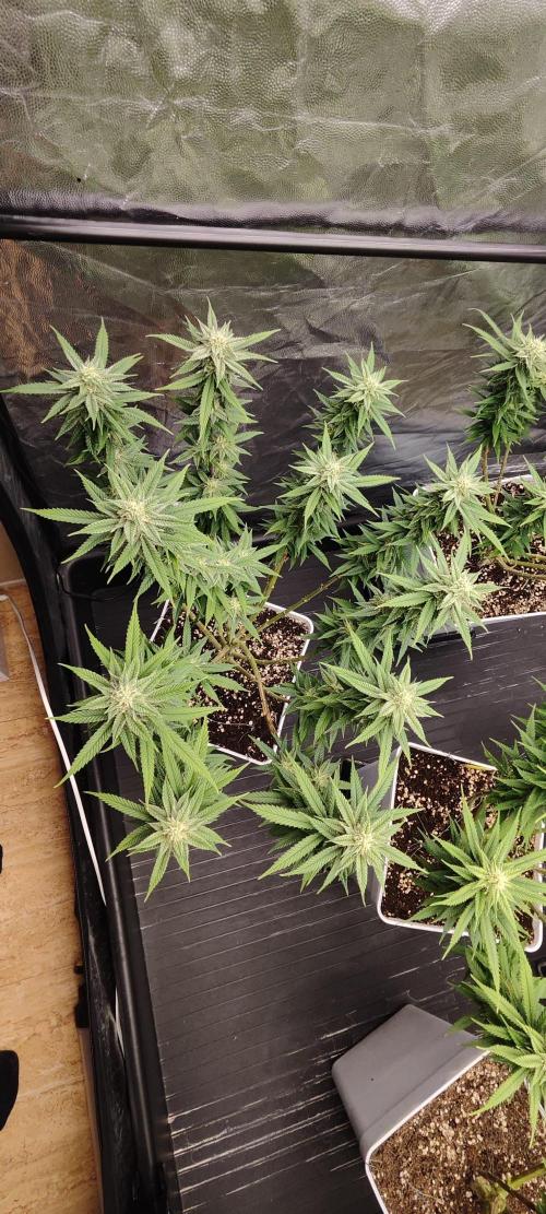 Plantulitas ZSB🌱. Week 12 - SB 