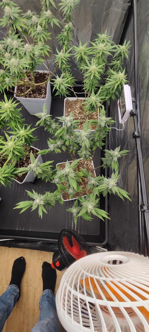 Plantulitas ZSB🌱. Week 12 - Z2.0