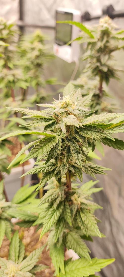Plantulitas ZSB🌱. Week 12 - Z2.0