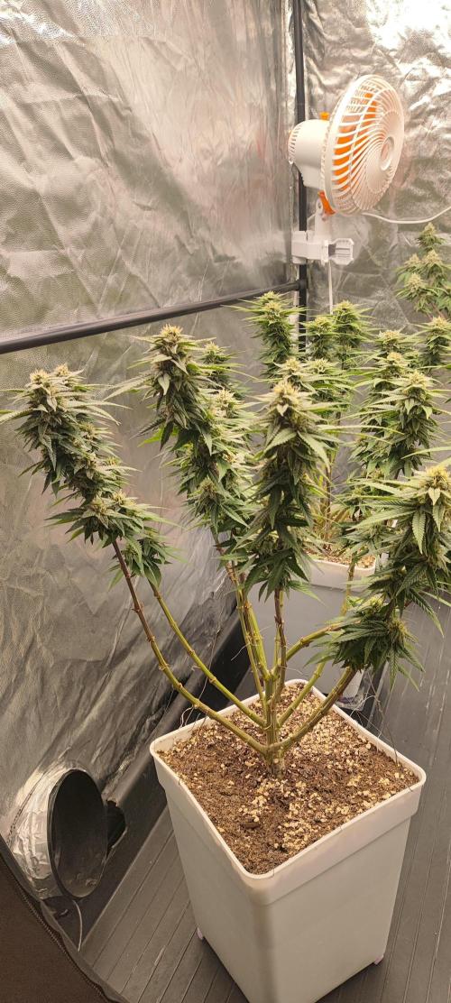 Plantulitas ZSB🌱. Week 12 - SB 