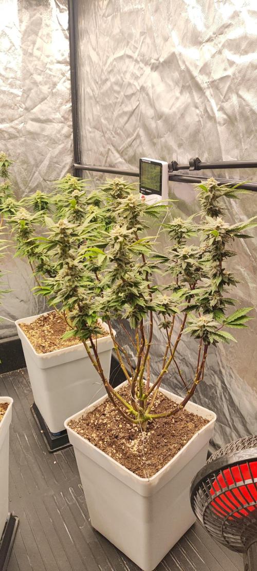 Plantulitas ZSB🌱. Week 12 - Z2.0