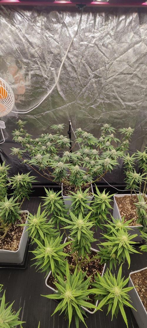 Plantulitas ZSB🌱. Week 12 - BC 