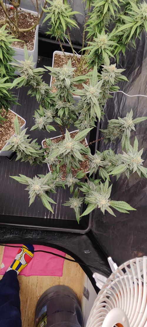 Plantulitas ZSB🌱. Week 13 - Z2.0