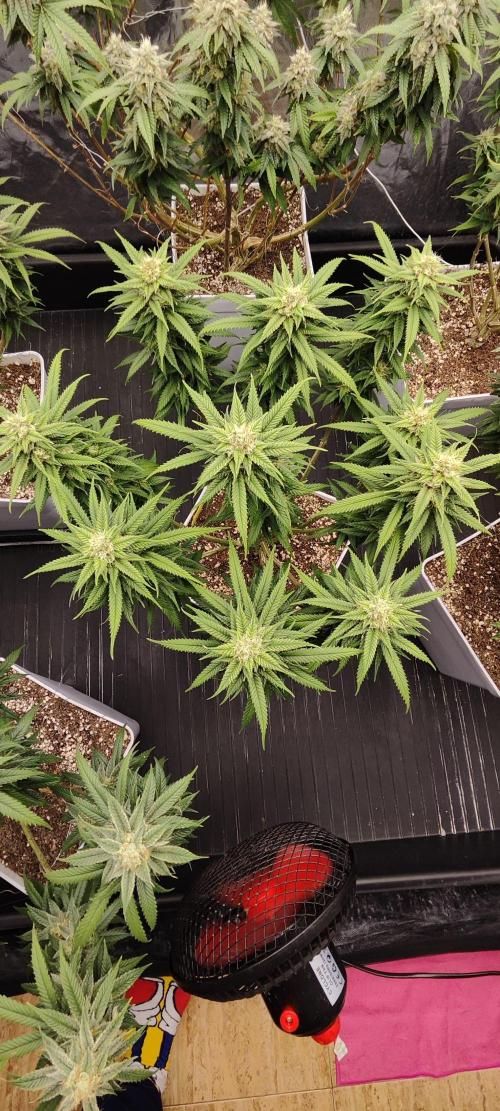 Plantulitas ZSB🌱. Week 13 - SB 