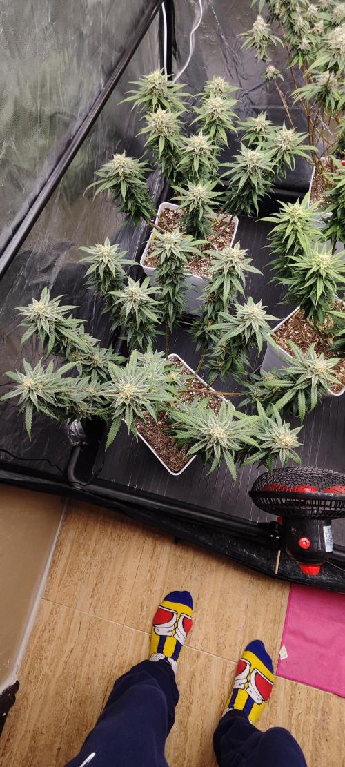 Plantulitas ZSB🌱. Week 13 - SB 