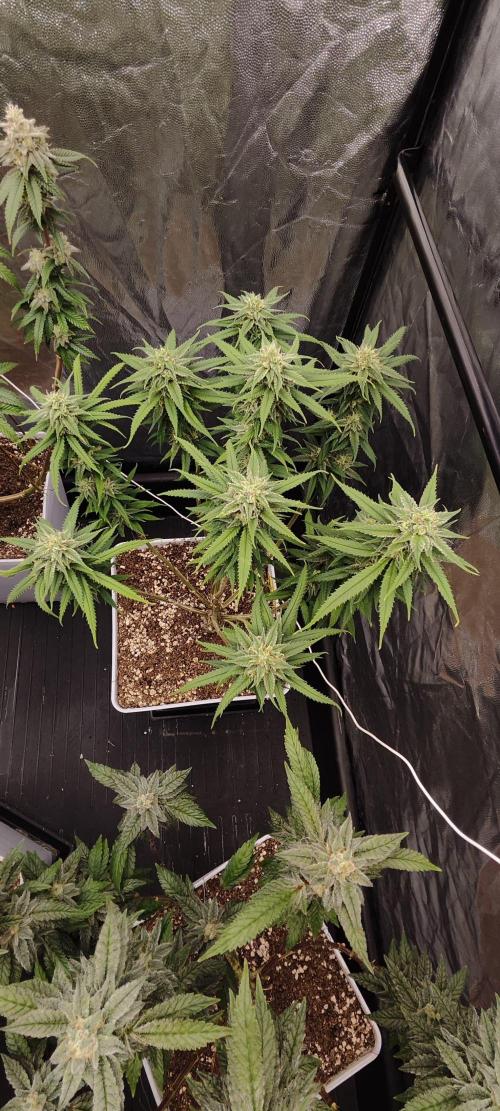 Plantulitas ZSB🌱. Week 13 - SB 