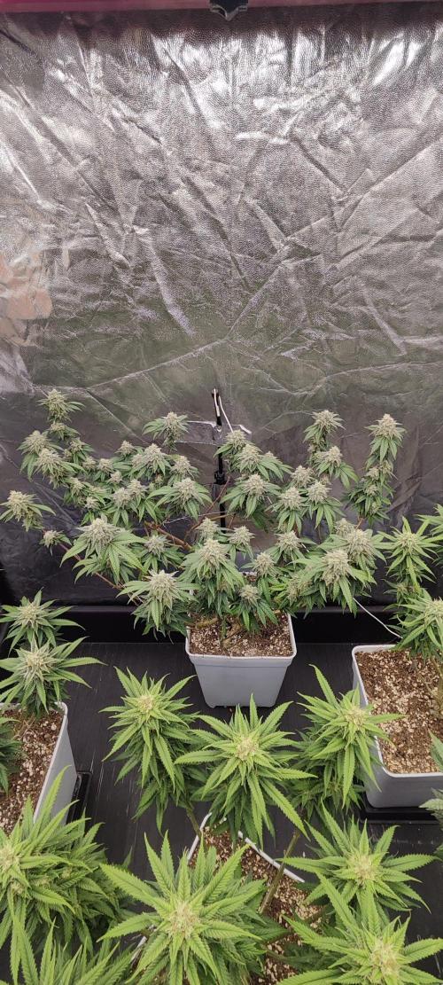 Plantulitas ZSB🌱. Week 13 - BC 