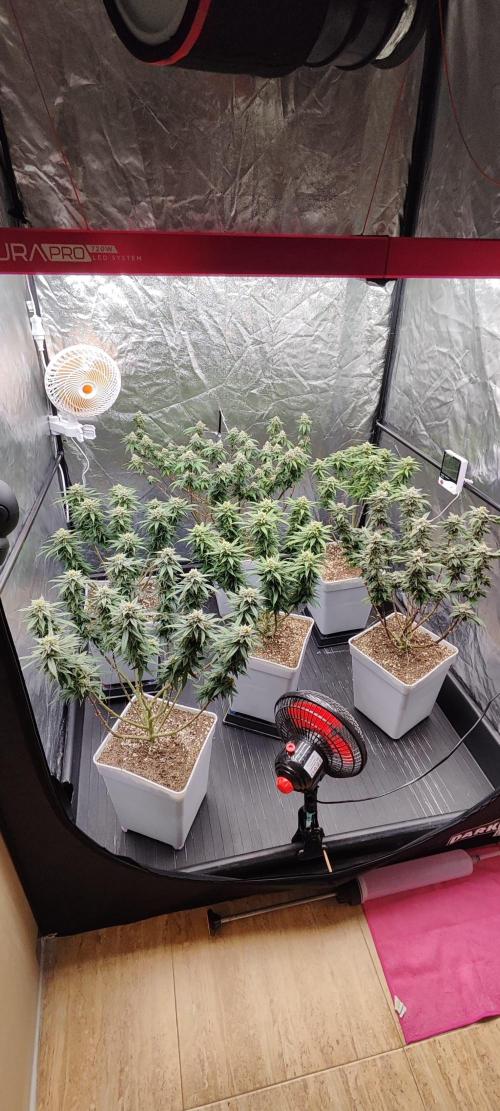Plantulitas ZSB🌱. Week 13 - 03.05.2026