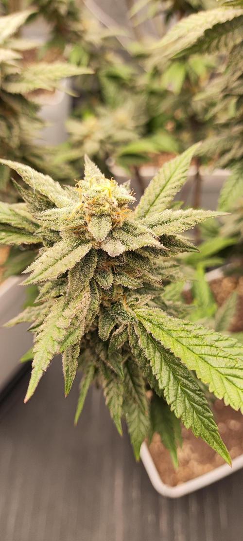 Plantulitas ZSB🌱. Week 13 - Z2.0