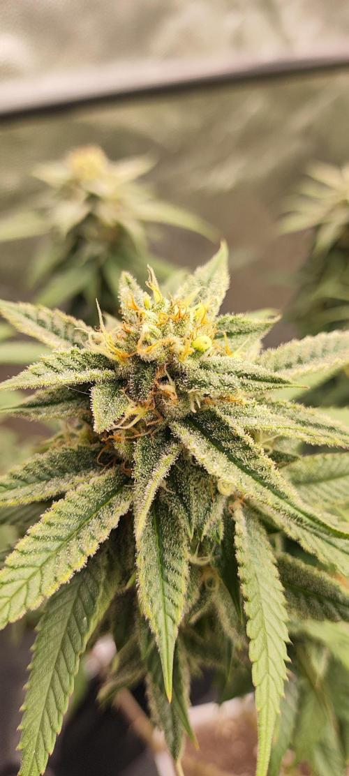 Plantulitas ZSB🌱. Week 13 - SB 