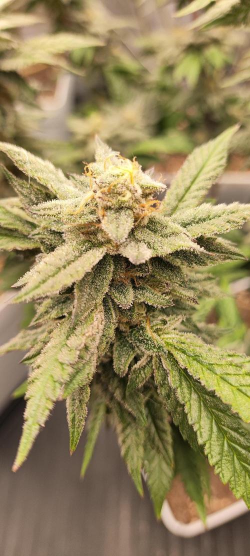 Plantulitas ZSB🌱. Week 13 - Z2.0