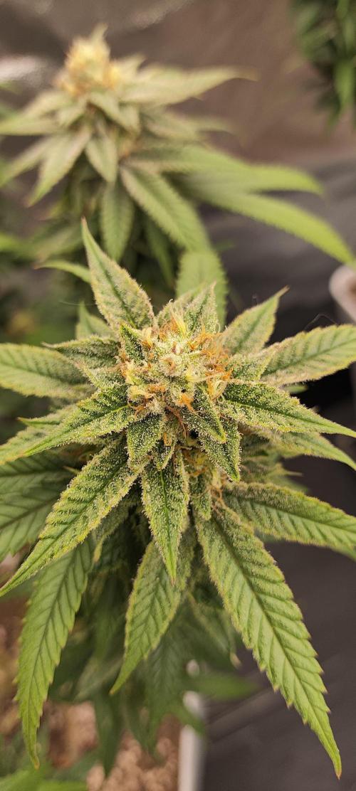 Plantulitas ZSB🌱. Week 13 - SB 
