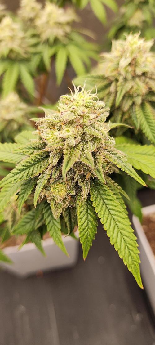 Plantulitas ZSB🌱. Week 13 - BC 